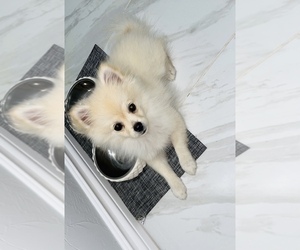 Pomeranian Puppy for sale in OKC, OK, USA