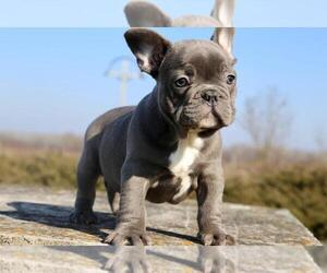 French Bulldog Puppy for sale in BROOKLYN, NY, USA