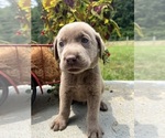 Small #6 Labrador Retriever