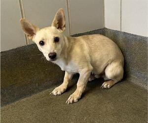 Mutt Dogs for adoption in San Antonio, TX, USA