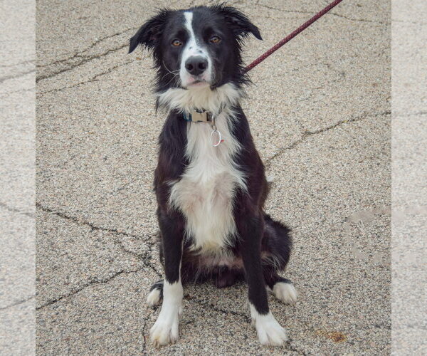 Medium Photo #2 Border Collie-Unknown Mix Puppy For Sale in Huntley, IL, USA