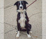 Small Photo #2 Border Collie-Unknown Mix Puppy For Sale in Huntley, IL, USA
