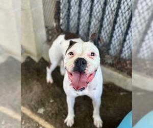 Boxer-Unknown Mix Dogs for adoption in Riverside, CA, USA