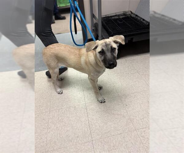 Medium Photo #1 Anatolian Shepherd Puppy For Sale in Sugar Land, TX, USA