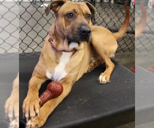 Black Mouth Cur-Unknown Mix Dogs for adoption in Evansville, IN, USA