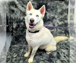 Siberian Husky Dogs for adoption in Long Beach, CA, USA