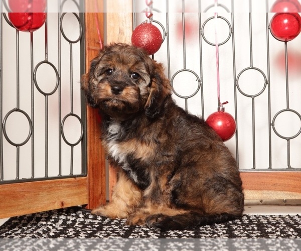 Medium Photo #2 Cavapoo (Standard) Puppy For Sale in NAPLES, FL, USA