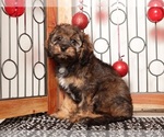 Small #1 Cavapoo (Standard)