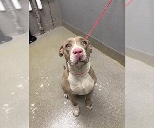 Mutt Dogs for adoption in Las Vegas, NV, USA