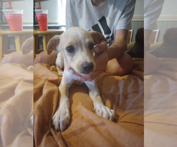 Medium Photo #1 Mutt Puppy For Sale in The Woodlands, TX, USA