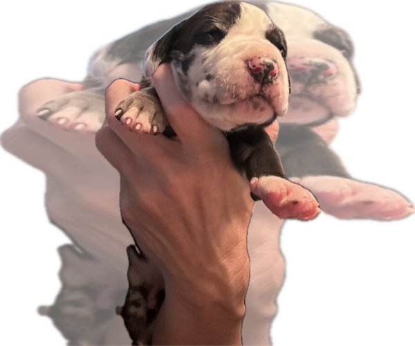 Medium Photo #37 Great Dane Puppy For Sale in WILLIS, TX, USA