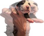 Small Photo #37 Great Dane Puppy For Sale in WILLIS, TX, USA