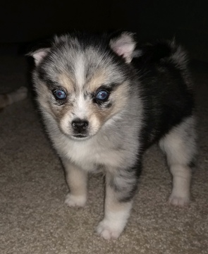 Medium Photo #2 Pomsky Puppy For Sale in CENTERVILLE, OH, USA