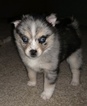 Small Photo #2 Pomsky Puppy For Sale in CENTERVILLE, OH, USA