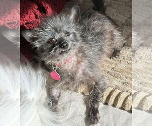 Chihuahua Dogs for adoption in Cary, NC, USA