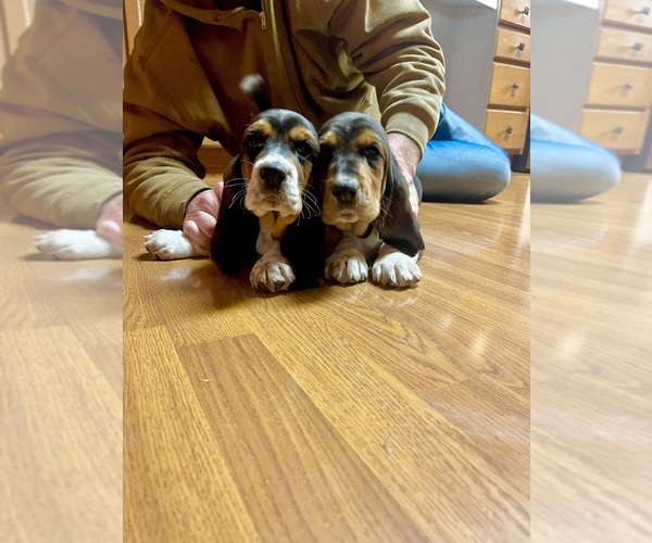 Medium Photo #5 Basset Hound Puppy For Sale in LANSING, MI, USA