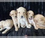 Small Photo #22 Goldendoodle Puppy For Sale in FLOWERY BRANCH, GA, USA