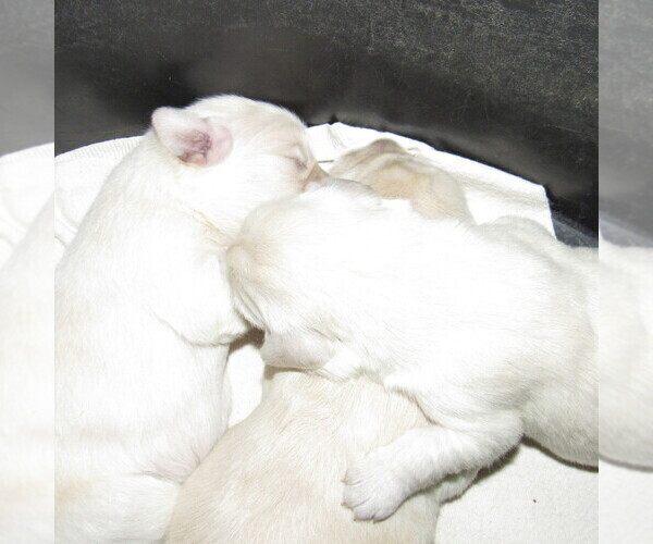 Medium Photo #30 English Cream Golden Retriever Puppy For Sale in NORTHWOOD, OH, USA