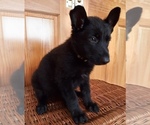 Small Photo #12 German Shepherd Dog Puppy For Sale in BUSHNELL, FL, USA