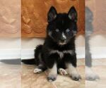 Small Photo #11 Pomsky Puppy For Sale in SEBRING, FL, USA
