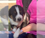 Puppy Drake Border Collie-English Shepherd Mix