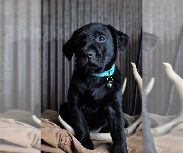 Medium Photo #8 Labrador Retriever Puppy For Sale in STROUD, OK, USA