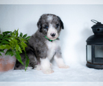 Small Photo #5 Bordoodle Puppy For Sale in CONWAY, MO, USA