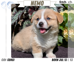 Medium Pembroke Welsh Corgi