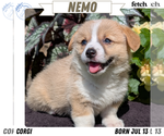 Puppy 5 Pembroke Welsh Corgi
