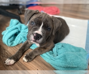 American Pit Bull Terrier-Cane Corso Mix Puppy for sale in PHILADELPHIA, PA, USA