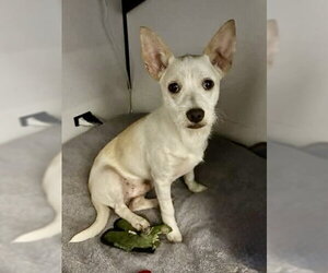 Chihuahua Dogs for adoption in St. Louis Park, MN, USA