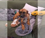 Small #5 Mutt