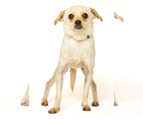 Medium Photo #2 Chihuahua-Unknown Mix Puppy For Sale in Brooklyn Center, MN, USA