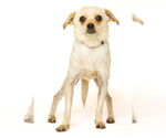 Small #1 Chihuahua Mix