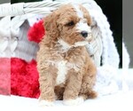 Small #5 Cavapoo