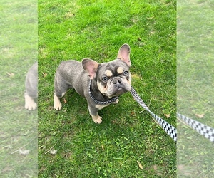 French Bulldog Puppy for sale in CARVER, OR, USA
