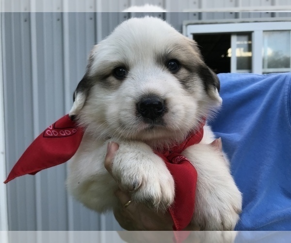 Medium Photo #1 Great Pyrenees Puppy For Sale in CHRISTIANA, TN, USA
