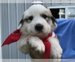 Small Photo #1 Great Pyrenees Puppy For Sale in CHRISTIANA, TN, USA