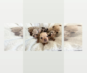 French Bulldog Litter for sale in LA MIRADA, CA, USA