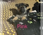 Puppy Pink Female German Shepherd Dog