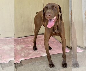 Bruno - Male German Shorthaired Pointer Dog for Adoption - Photo #3