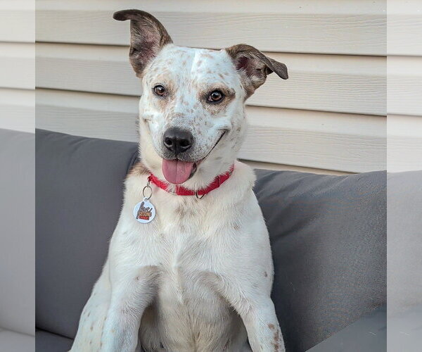 Medium Photo #7 Pointer-Red Heeler Mix Puppy For Sale in Huntley, IL, USA
