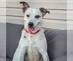 Small #6 Pointer-Red Heeler Mix