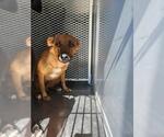 Small Labrador Retriever Mix