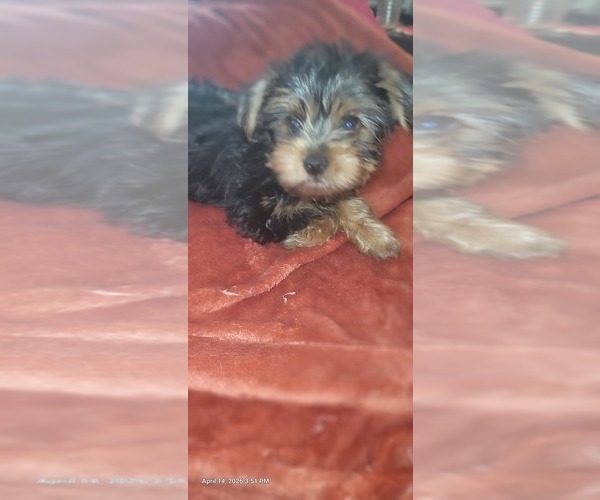 Medium Photo #2 Yorkshire Terrier Puppy For Sale in AKRON, OH, USA
