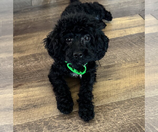 Medium Photo #4 Poodle (Miniature)-Unknown Mix Puppy For Sale in Fargo, ND, USA