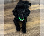 Small #3 Poodle (Miniature) Mix