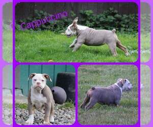 Olde English Bulldogge Puppy for sale in EATONVILLE, WA, USA