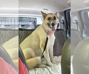 Akita-German Shepherd Dog Mix Dogs for adoption in Winston Salem, NC, USA