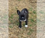 Puppy Lyla Faux Frenchbo Bulldog